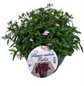 Bild von Lobelia TP26 Pink